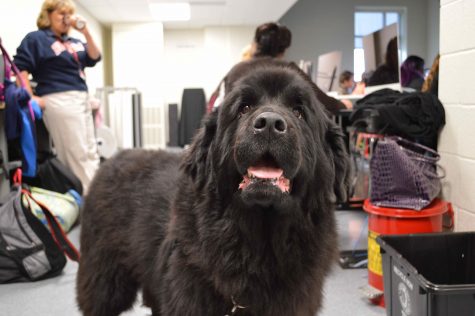 Mrs. Weber brings her Newfoundland therapy dog Ellie into school to work with Life Skills students.