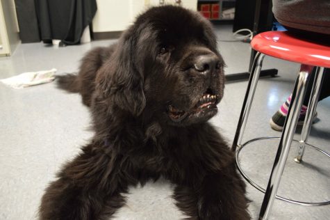 Mrs. Weber's therapy dog Tucker is a calming presence for a lot of students.