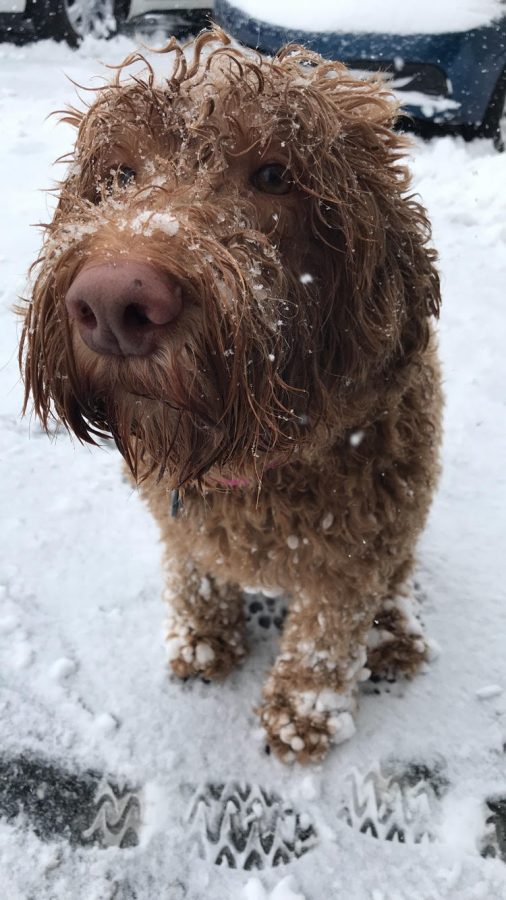 A snow day in March gave Junior Nicole Yacovelli time to play wth her dog Penny.