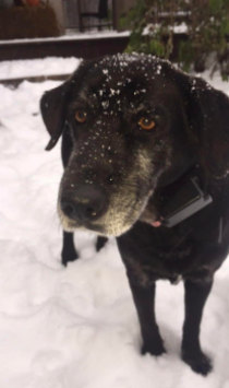 Shelby enjoying a snow day!