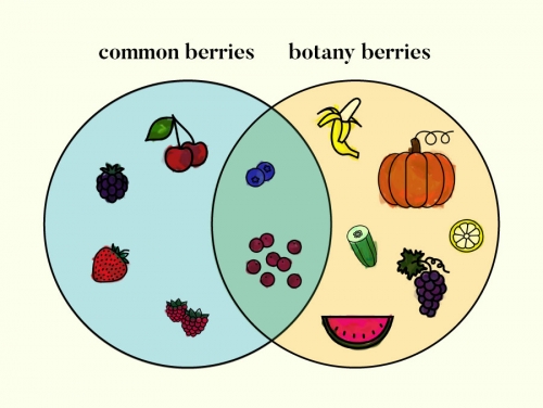 This Venn Diagram shows what fruits we believe are berries, and what fruit are true botanical berries... crazy, isnt it? 