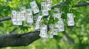 Image of the money trees before they are harvested. 