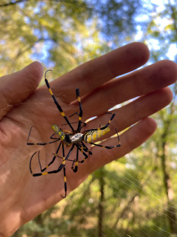 A Joro spider 
compared to a person’s hand
