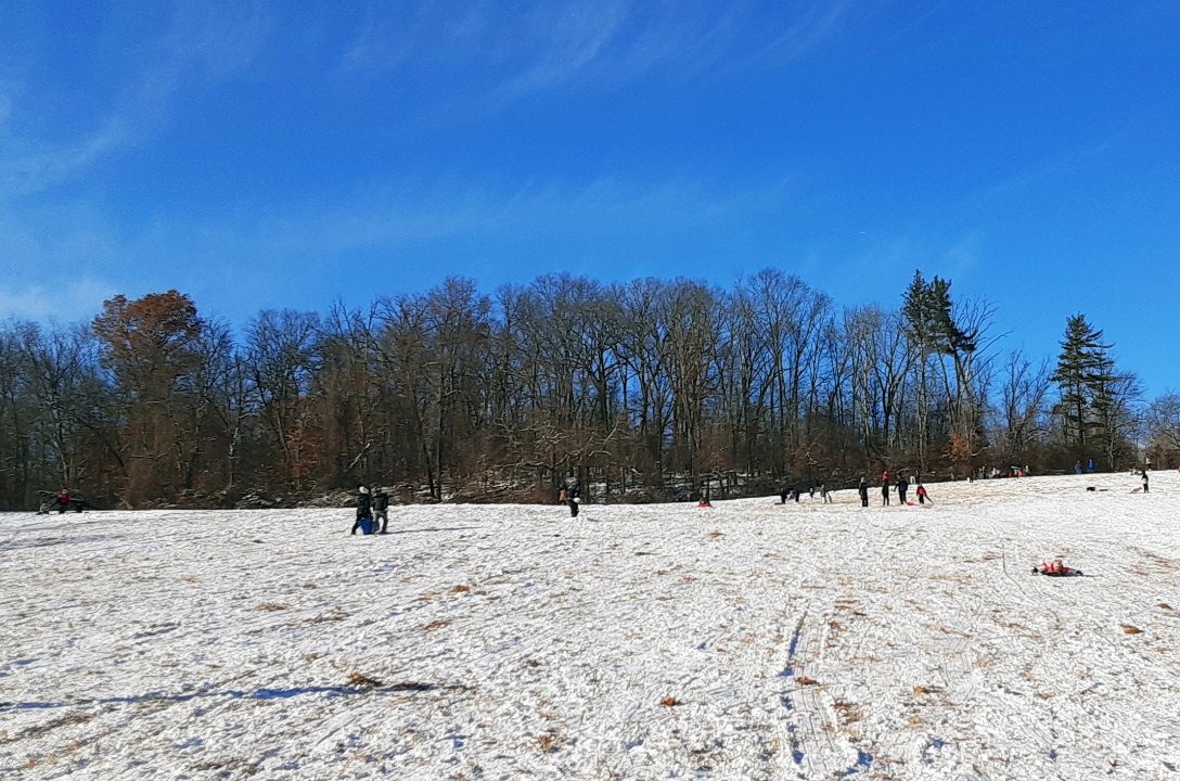 BASH residents enjoying their snow day at Green Lane Park. Picture supplied by parent of BASH student, and taken January 25th, 2025.